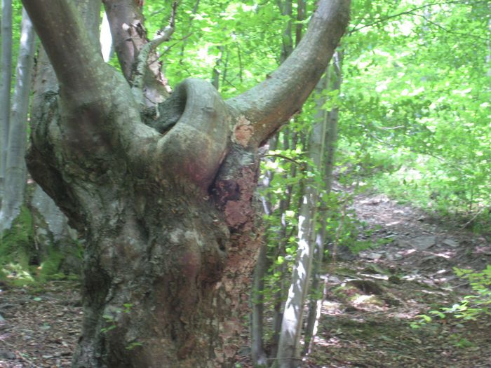 un arbre gardien de la forêt en forme de tête de bouc, dans les bois des fonds de Quarreux