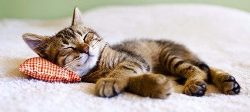 Les chats aiment dormir sur des points géopathogènes, mais ils n'en ressentent pas la nocivité car leurs poils auraient la propriété de capter les rayonnements nocifs et de les réémettre dans une autre gamme de fréquence. Celle-ci serait favorable au traitement des rhumatismes articulaires. S'il est bon de caresser la fourrure du chat, ne dormez donc pas où lui se repose.